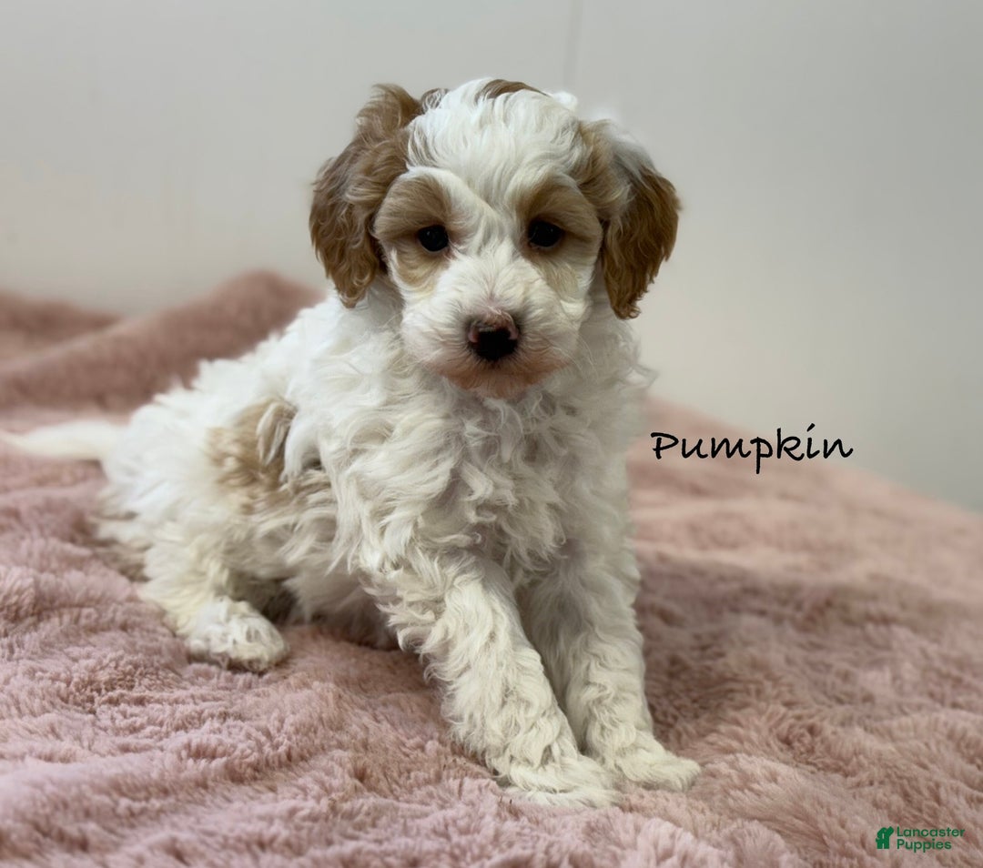 Mini Goldendoodle dogs for sale: Pumpkin  - Ad 2