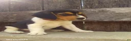 Beagle dogs for sale: Max - Ad 1