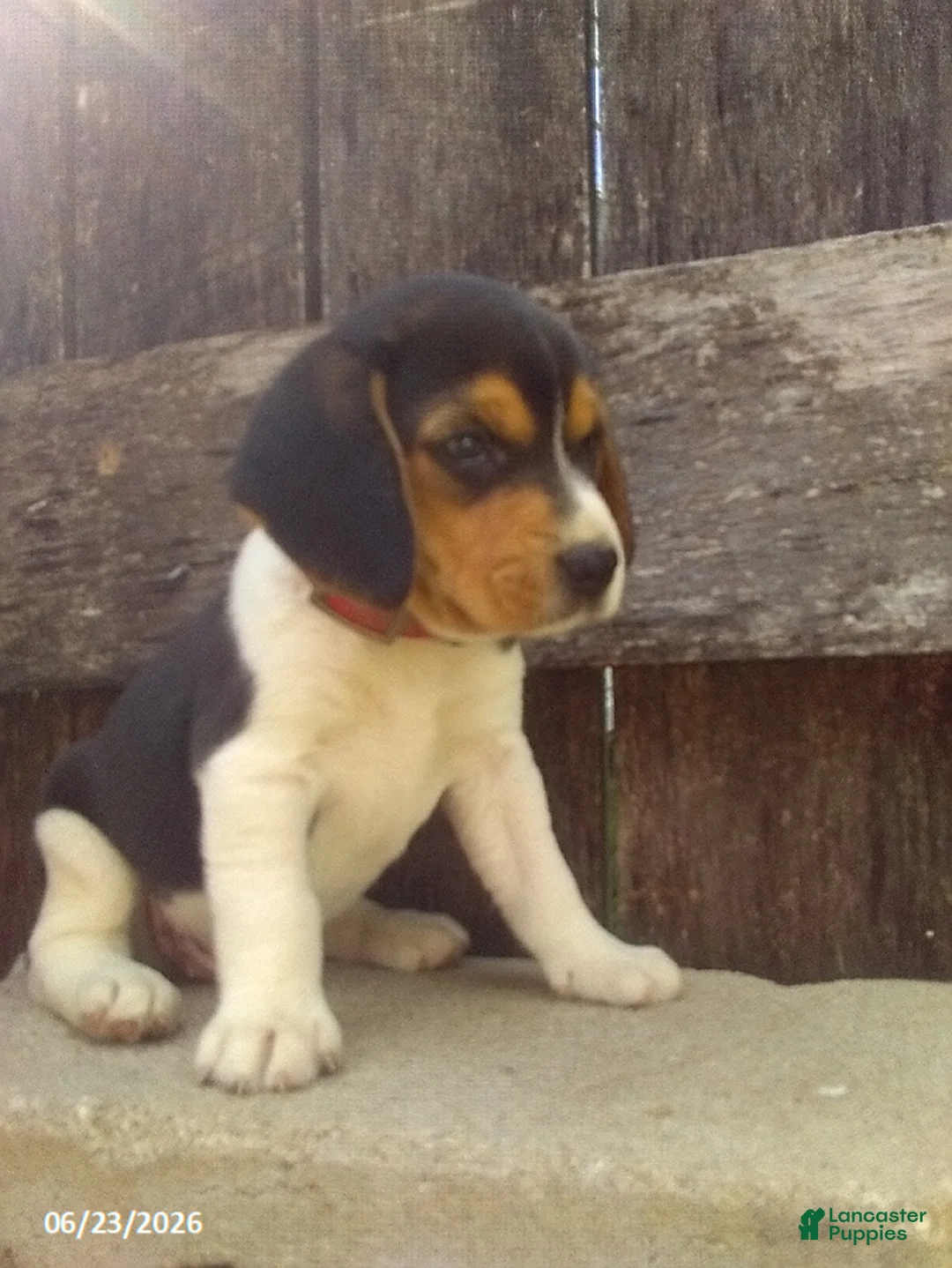 Beagle dogs for sale: Max - Ad 1