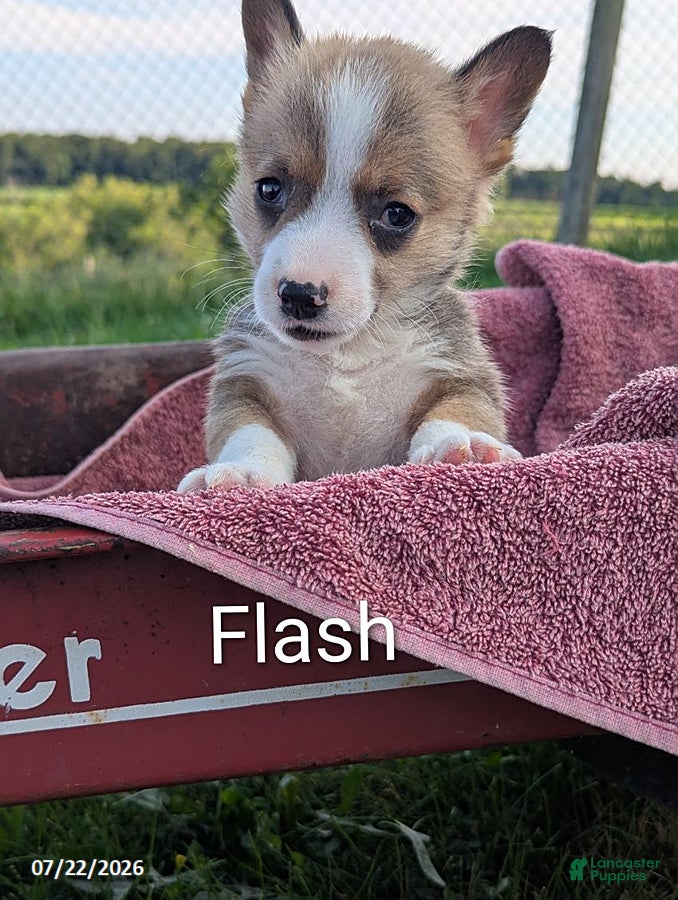 Welsh Corgi Pembroke dogs Flash - Ad 38