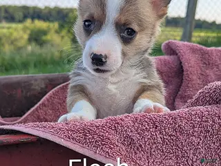 Welsh Corgi Pembroke dogs Flash - Ad 38