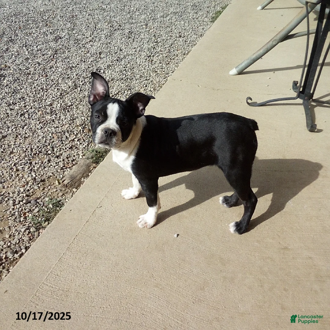 Boston Terrier dogs for sale: Roselyn - Ad 9