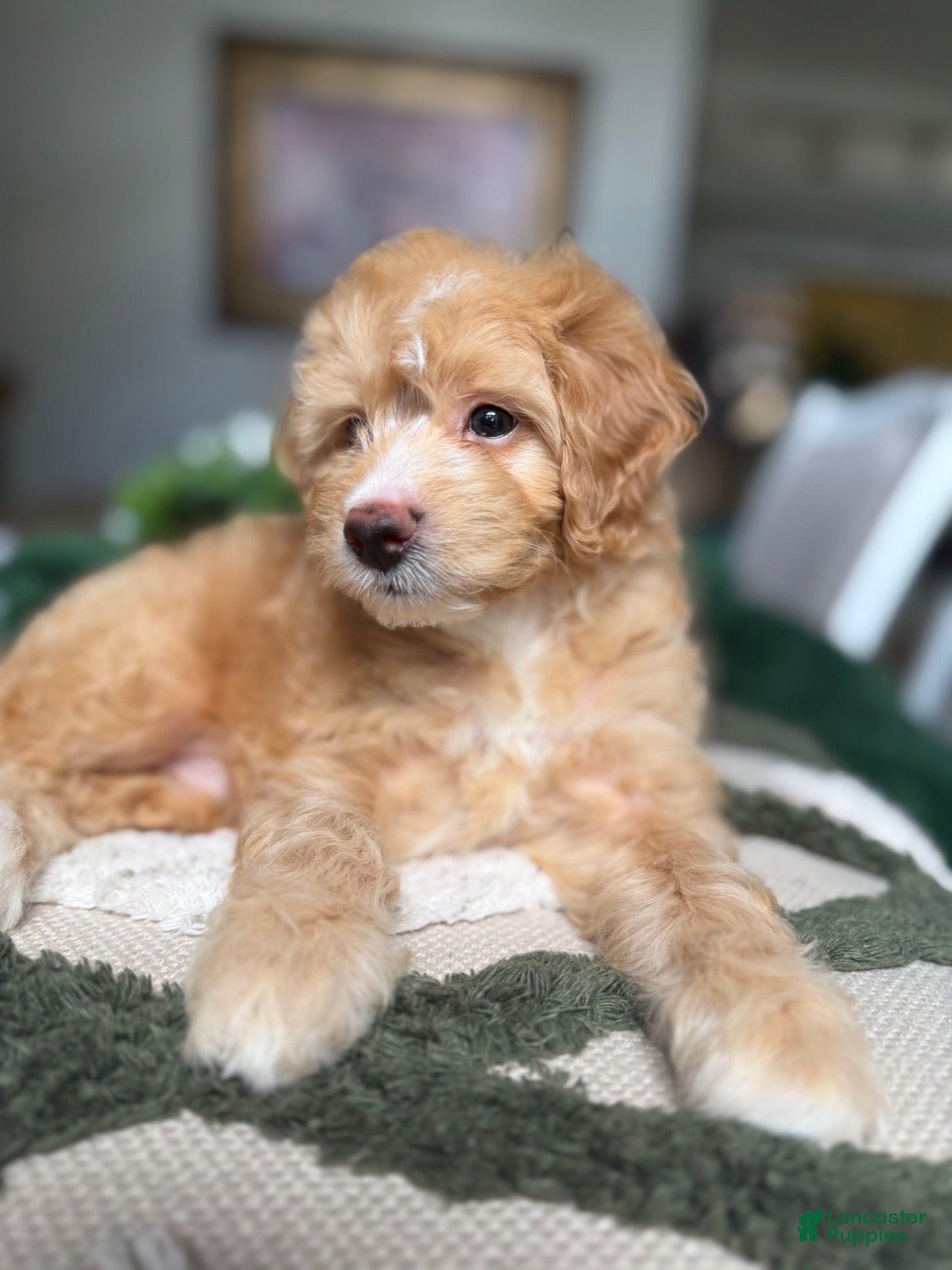 Mini Goldendoodle dogs Mini Goldendoodle 2 - Ad 1