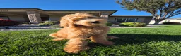 Goldendoodle dogs for sale: Peanut  - Ad 3