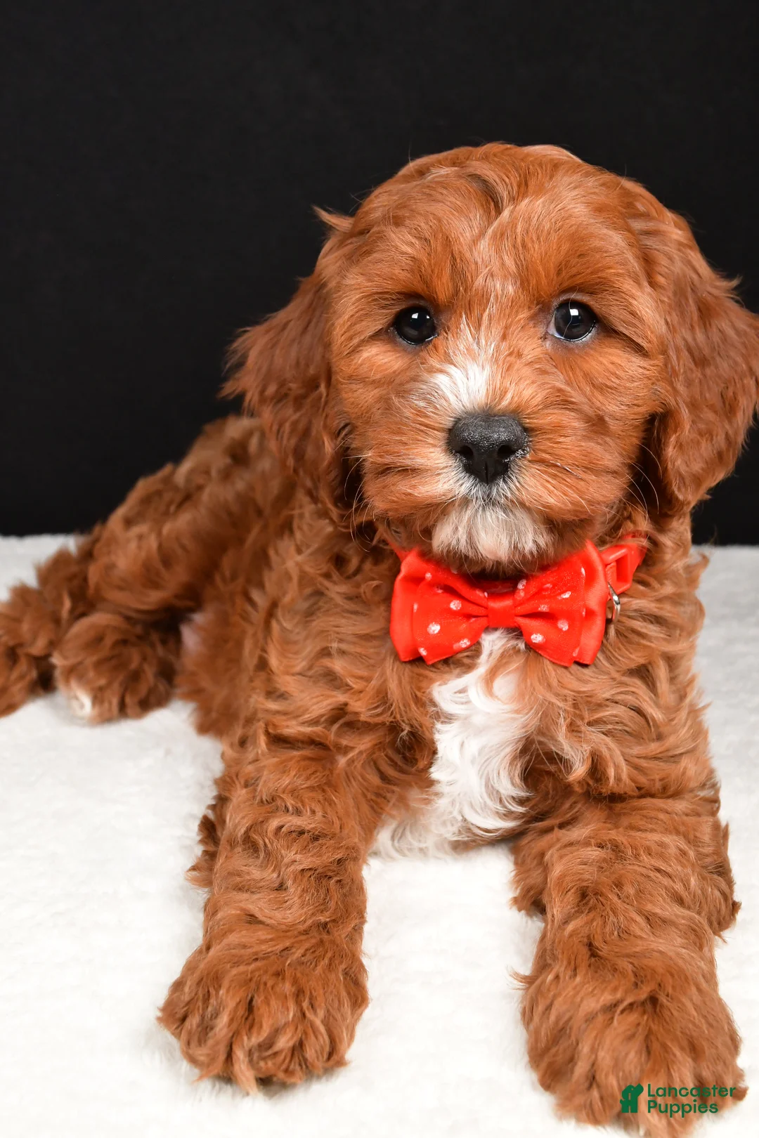 Cavapoo dogs for sale: Buddy - Ad 4