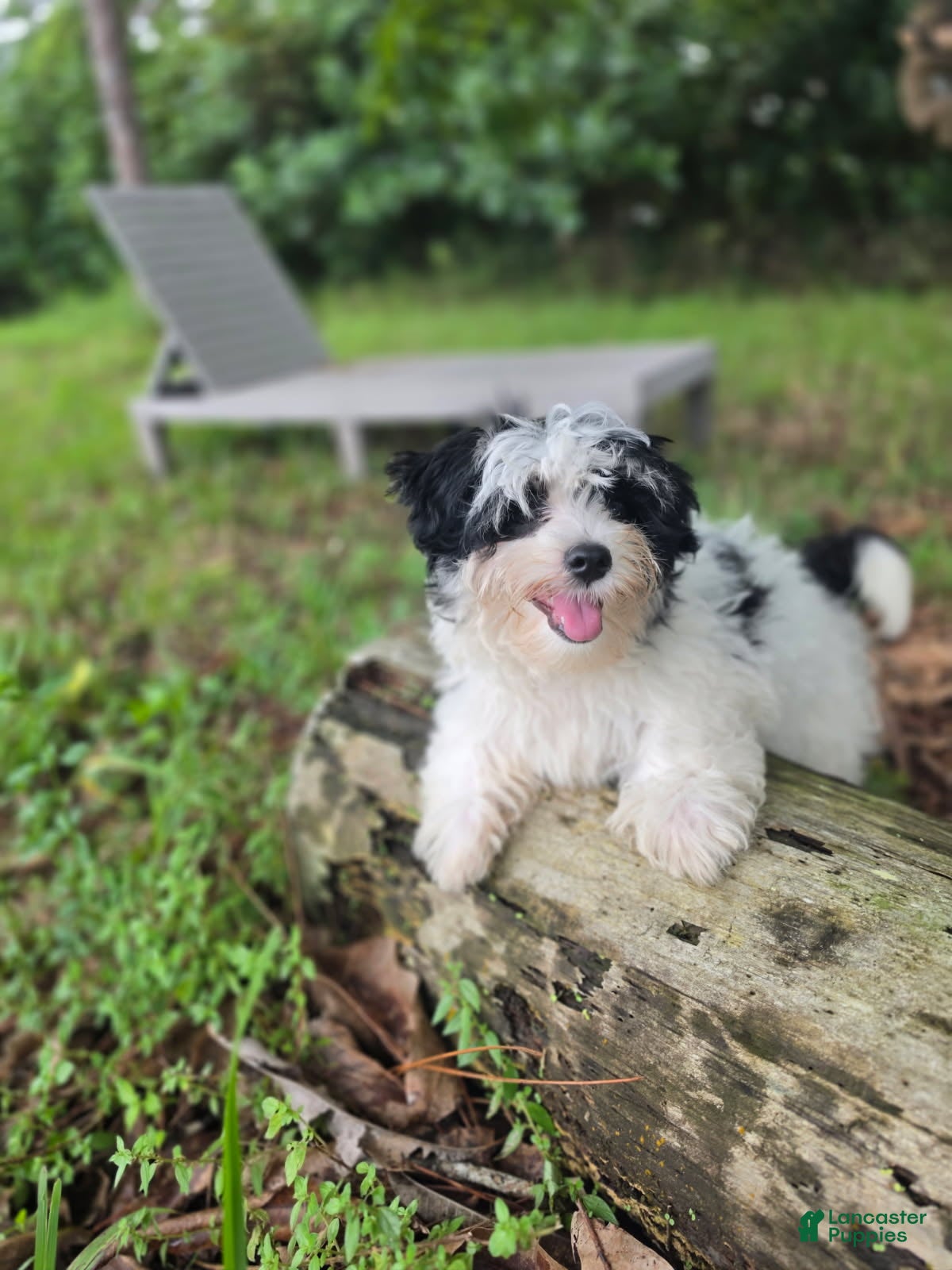 Morkie (Morkie, Male) in The Acreage, FL