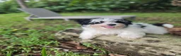 Morkie dogs for sale: Boy 2 - Ad 1