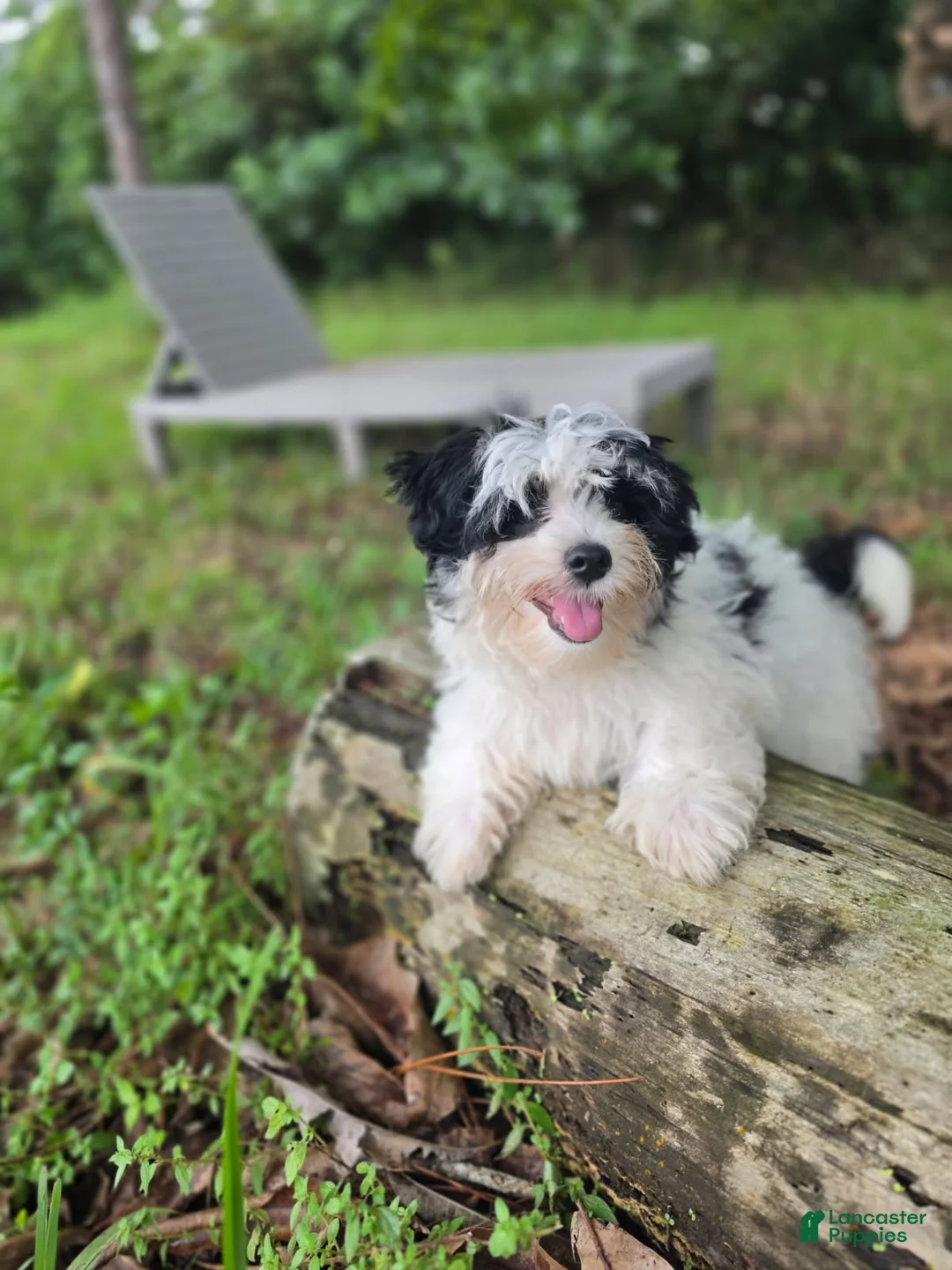 Morkie dogs for sale: Boy 2 - Ad 1