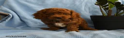 Cockapoo dogs for sale: Arthur - Ad 3