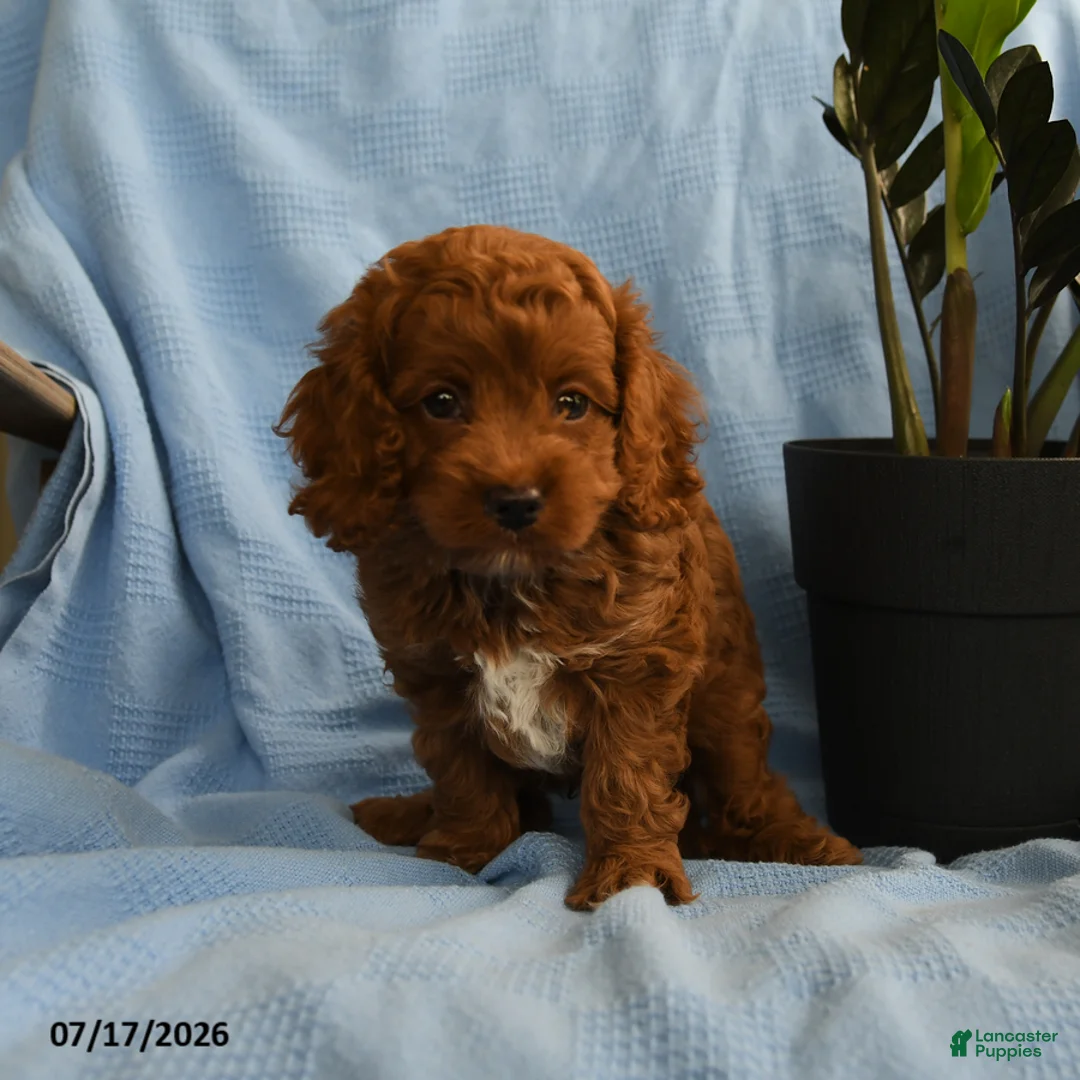 Cockapoo dogs for sale: Arthur - Ad 3