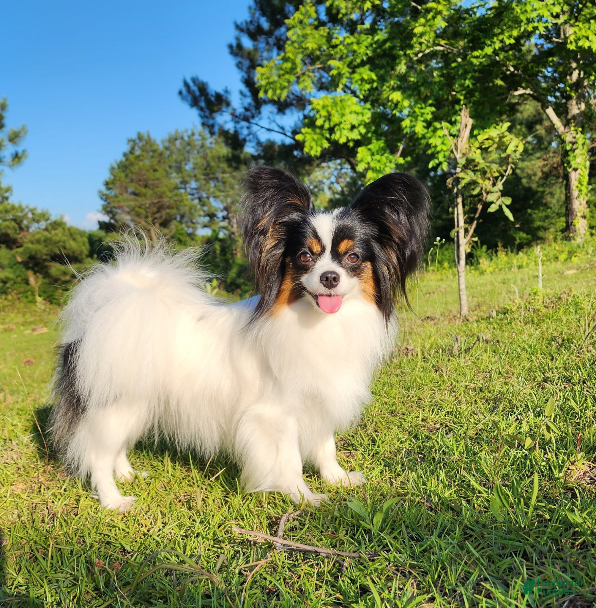 Papillon Puppy 3 Papillon for sale in Rutledge | Lancaster Puppies