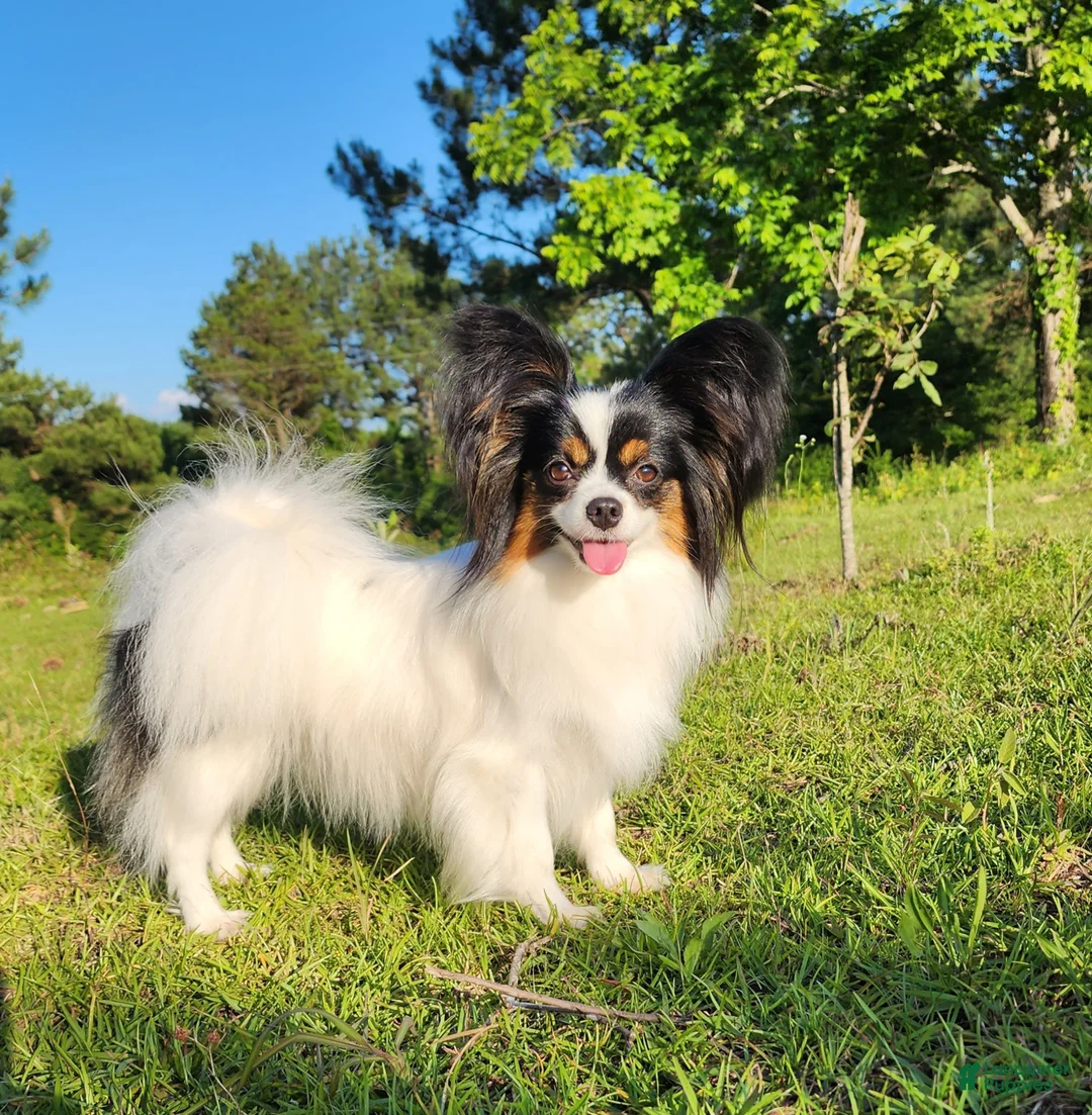 Papillon dogs for sale: Papillon Puppy 3 - Ad 2