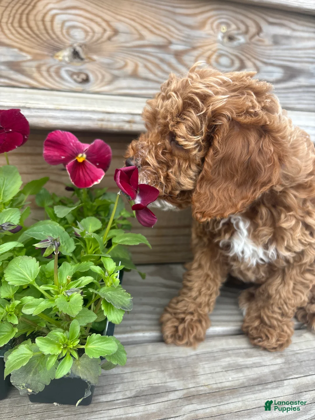 Cavapoo dogs for sale: Buddy - Ad 2