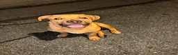 American Bully dogs for sale: Rocket - Ad 2