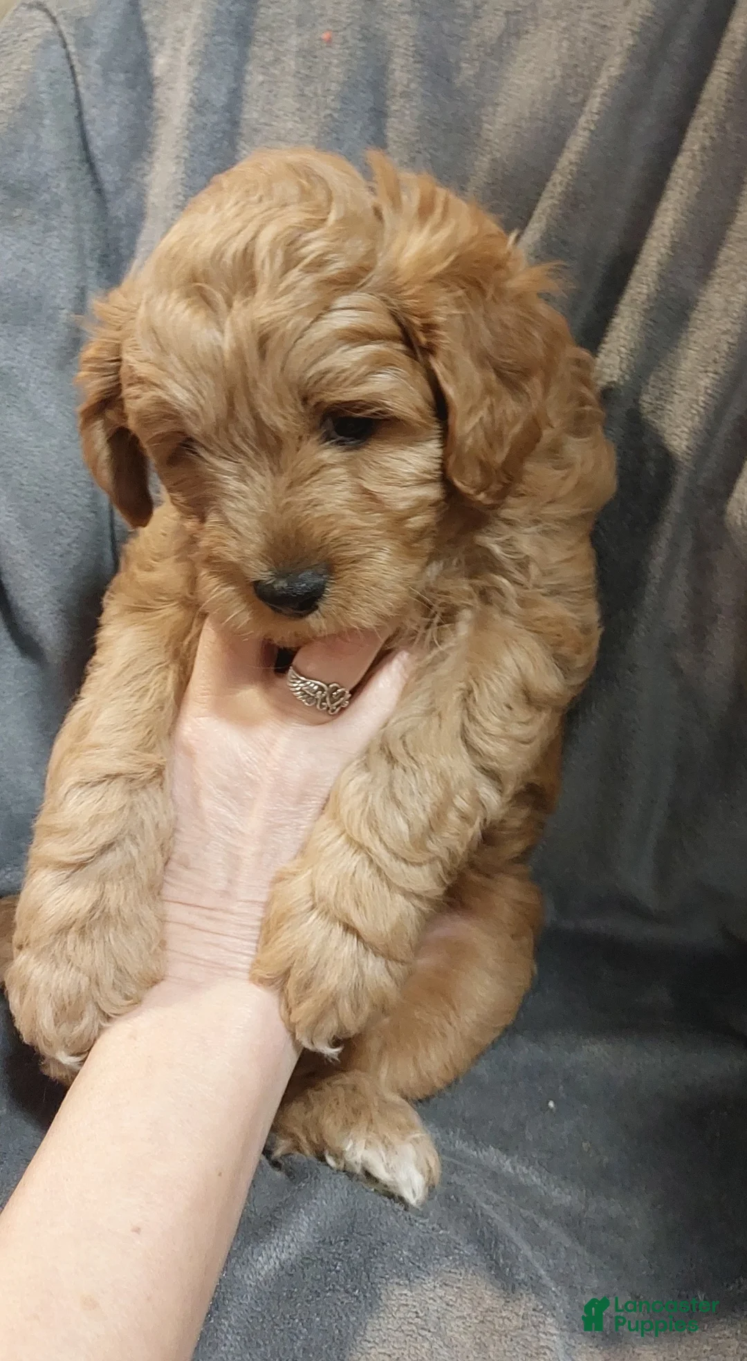 Cavapoo dogs for sale: Cavapoo Puppy 3 Bear - Ad 1
