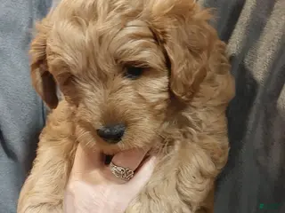 Cavapoo dogs Cavapoo Puppy 3 Bear - Ad 2