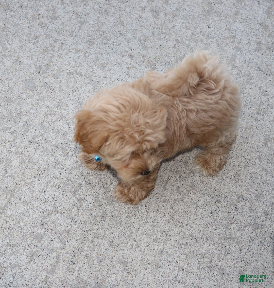 Havapoo dogs for sale: Chase 👨‍👨‍👦‍👦💞🐕 - Ad 20