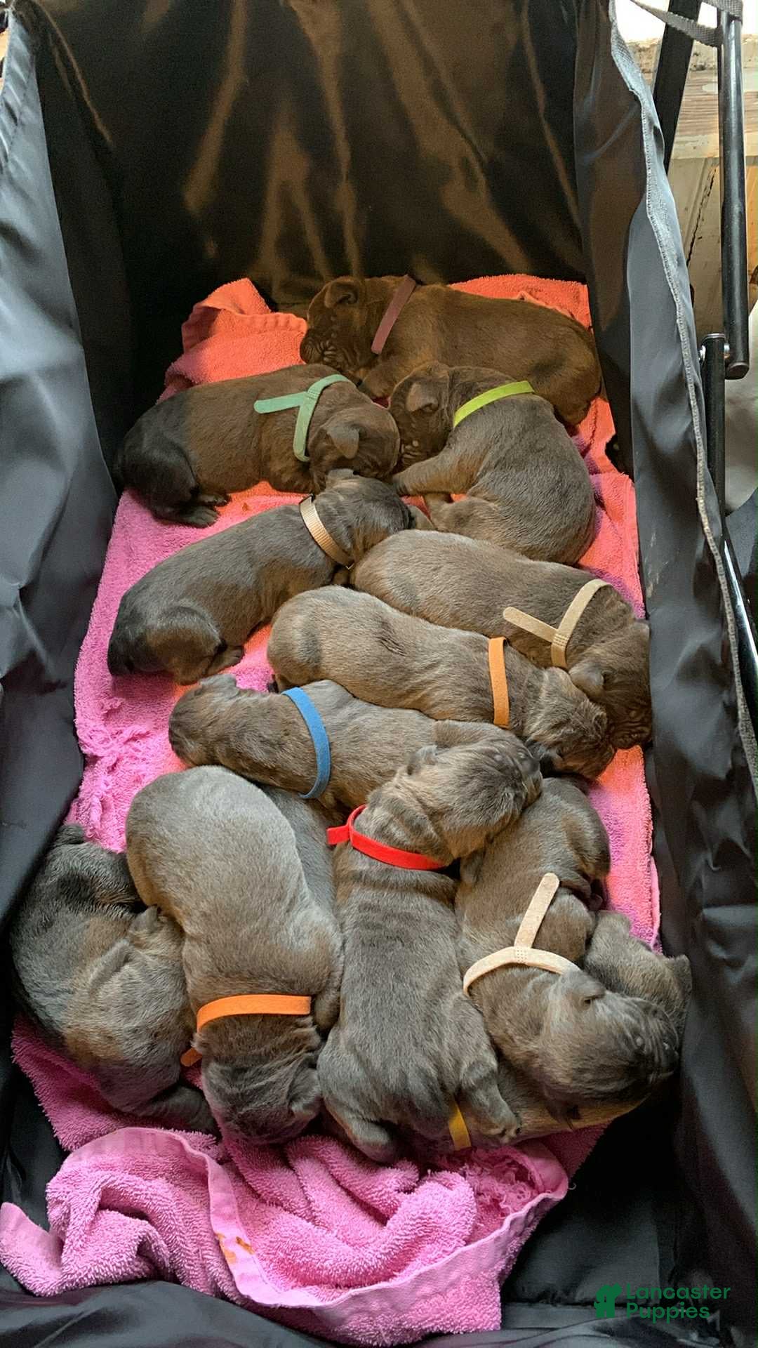 Cane Corso dogs Cane Corso Puppy 10 - Ad 38