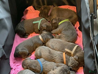 Cane Corso dogs Cane Corso Puppy 10 - Ad 7