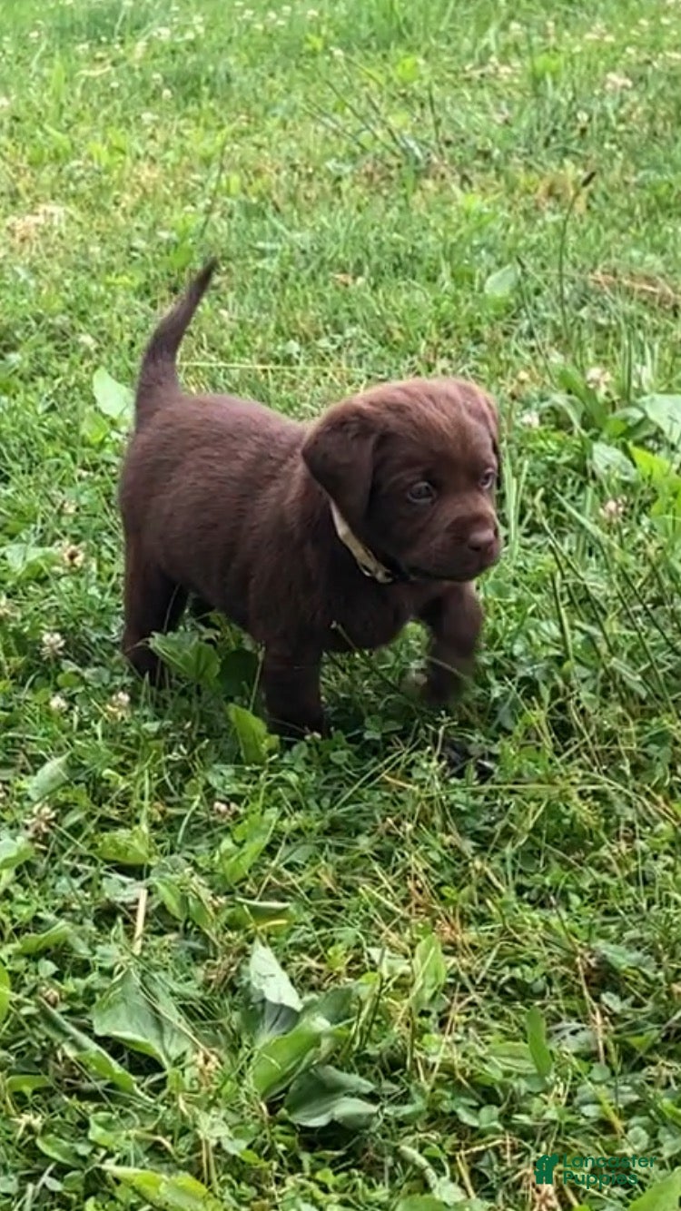 Labrador Retriever dogs Independence  - Ad 38