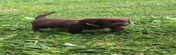Labrador Retriever dogs for sale: Independence  - Ad 1