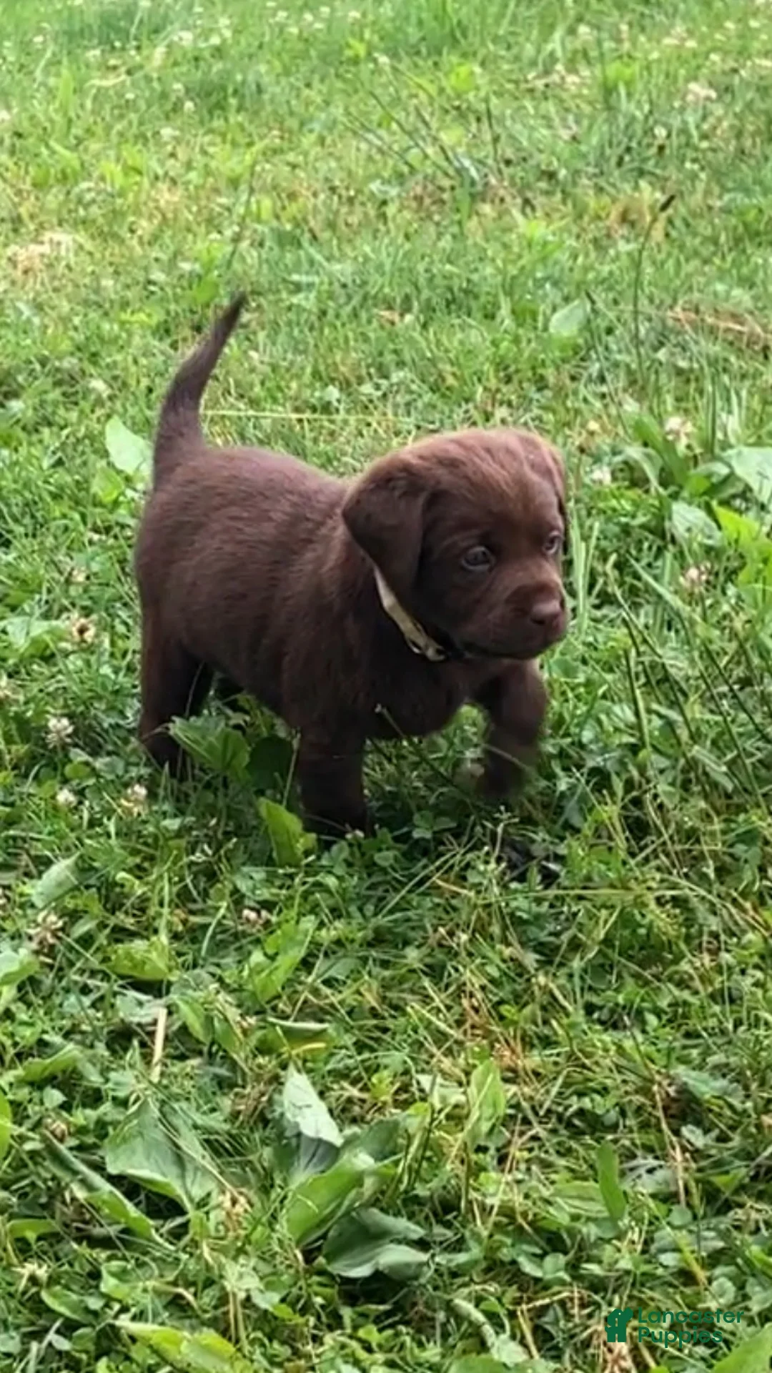 Labrador Retriever dogs for sale: Independence  - Ad 1