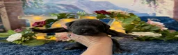 Cane Corso dogs for sale: Paige - Ad 3