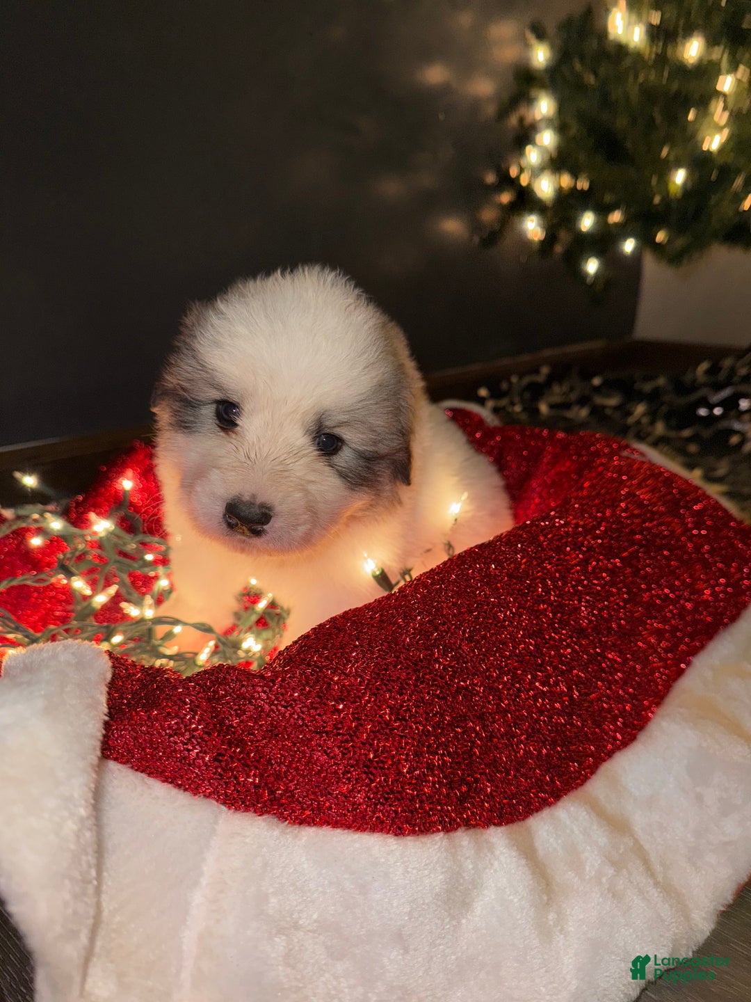 Great Pyrenees dogs for sale: Tator- orange  - Ad 2