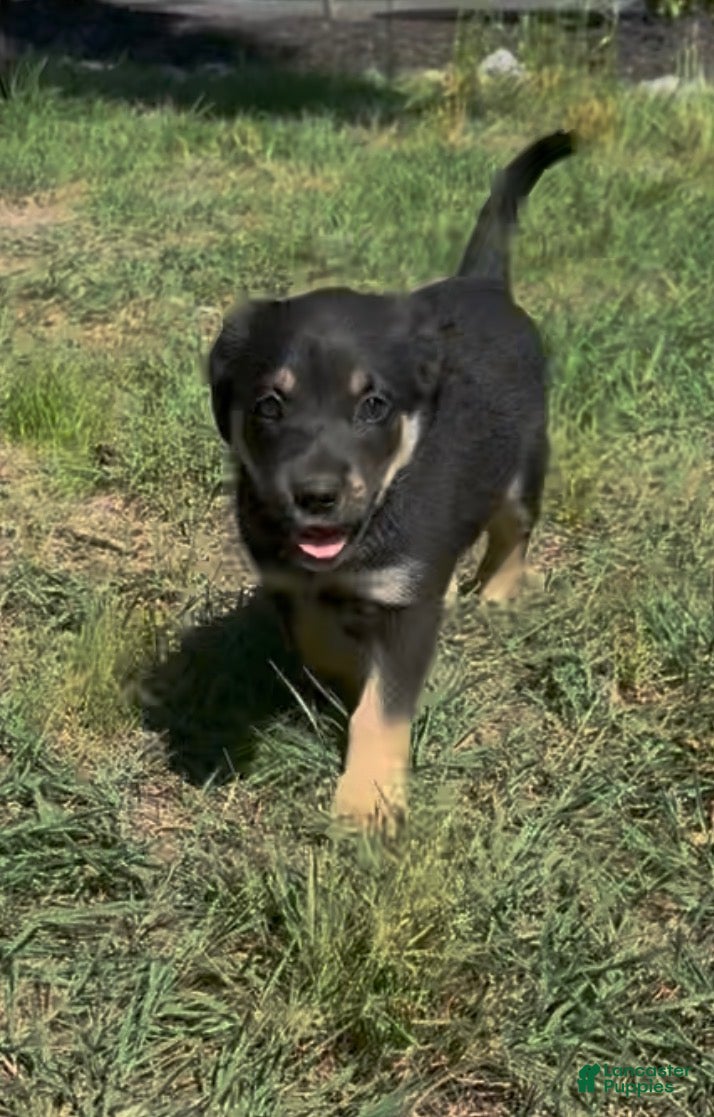 Mixed Breed dogs Mixed Breed Puppy 3 - Ad 20