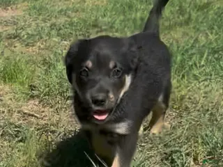 Mixed Breed dogs Mixed Breed Puppy 3 - Ad 20