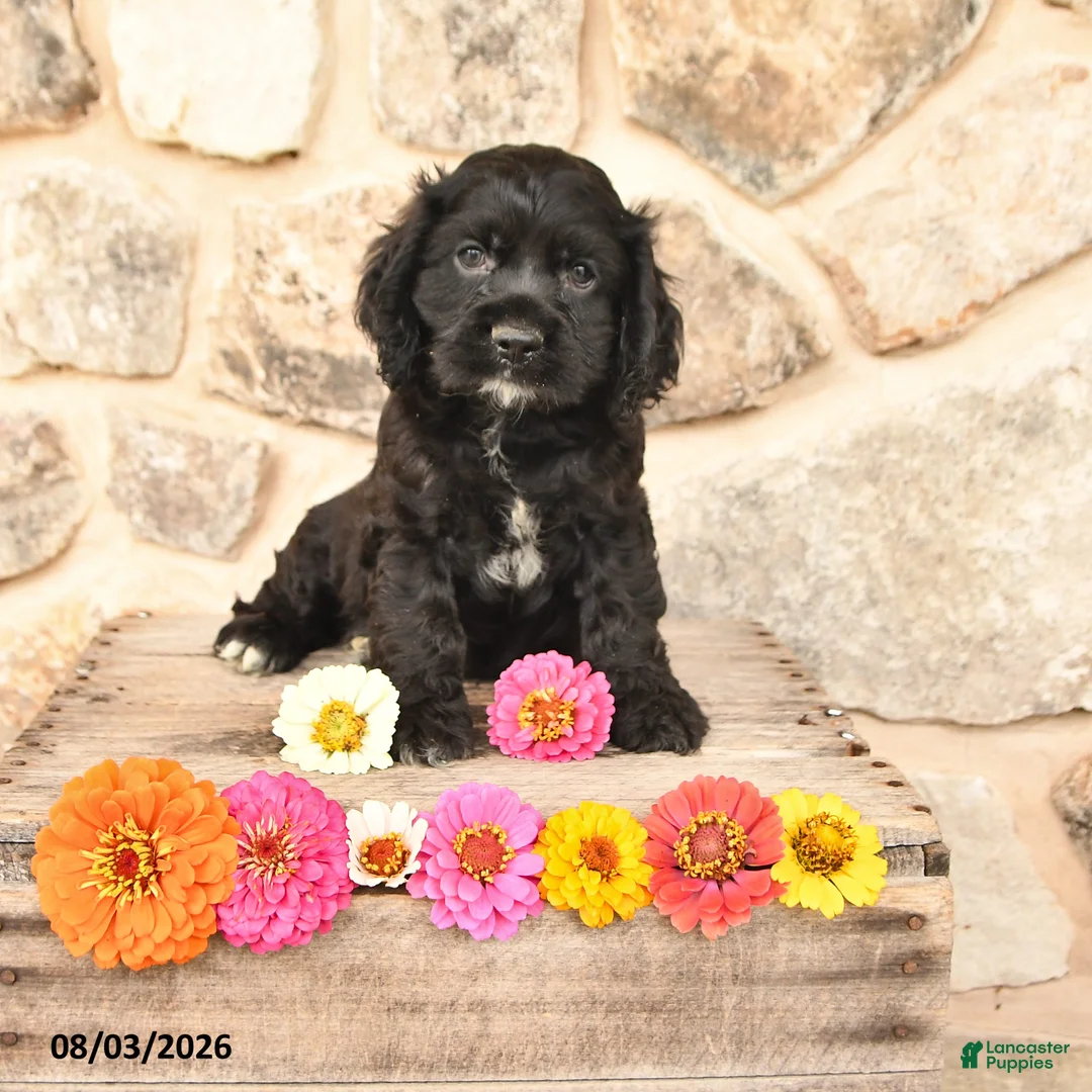 Cocker Spaniel dogs for sale: Dexter - Ad 1