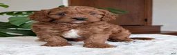 Cavapoo dogs for sale: Jake - Ad 23