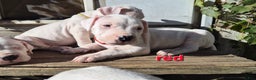 Dogo Argentino dogs for sale: Dogo Argentino Puppy 1 - Ad 4