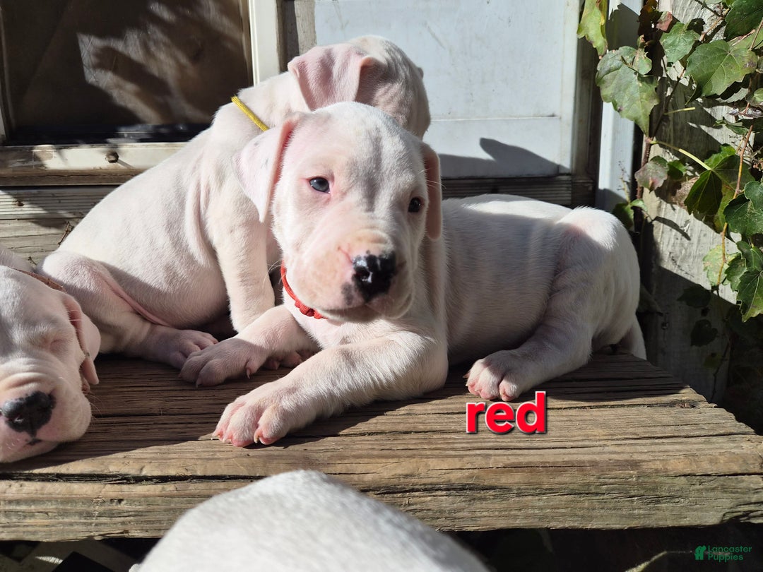Dogo Argentino dogs for sale: Dogo Argentino Puppy 1 - Ad 4