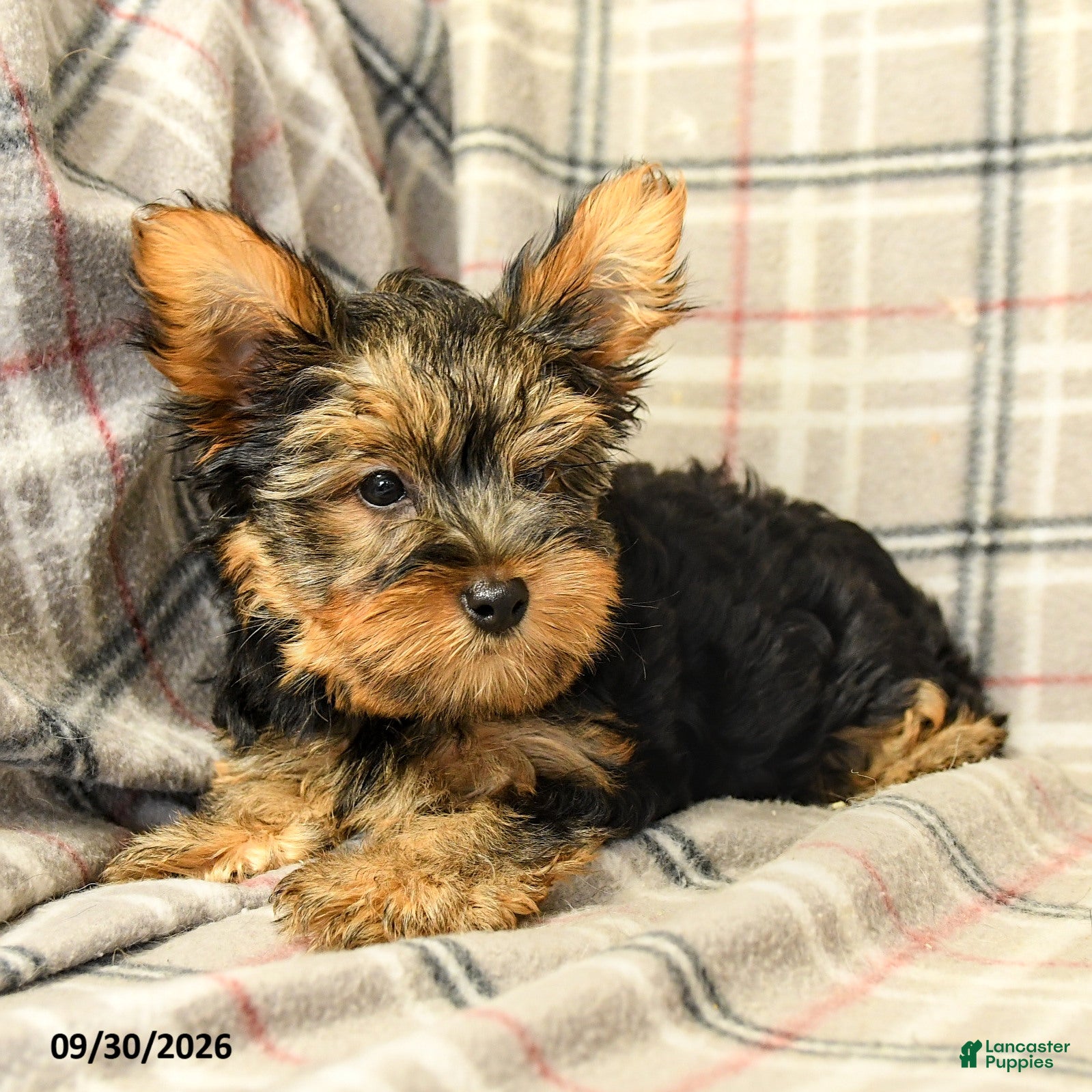 Yorkshire Terrier dogs Nolan - Ad 2