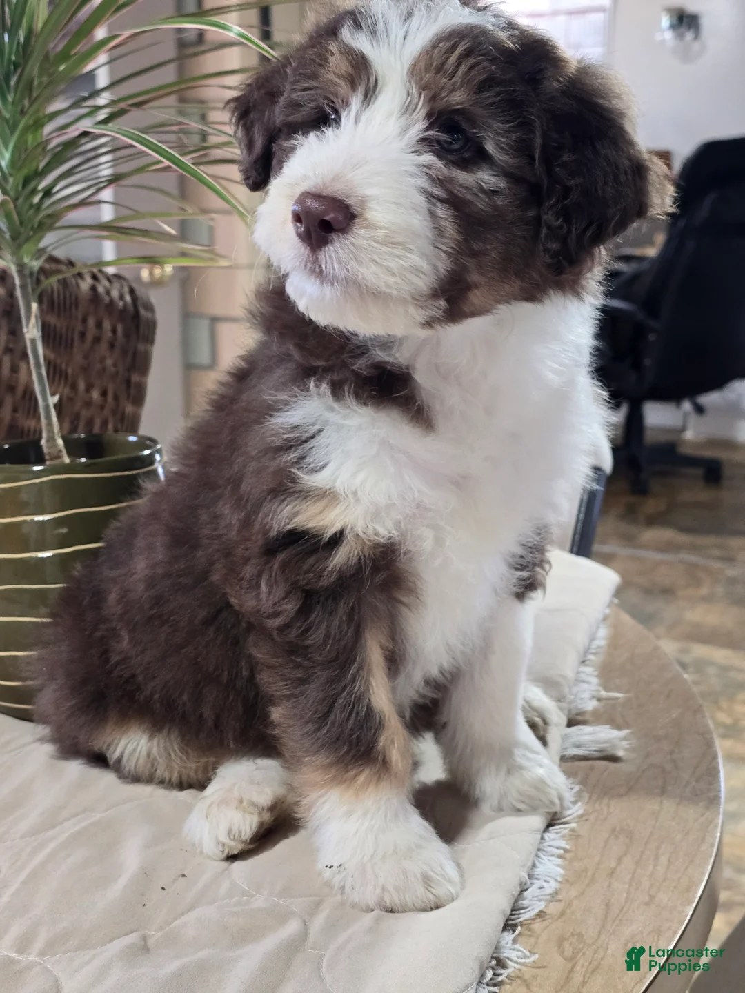 Aussiedoodle dogs for sale: Leo - Ad 2
