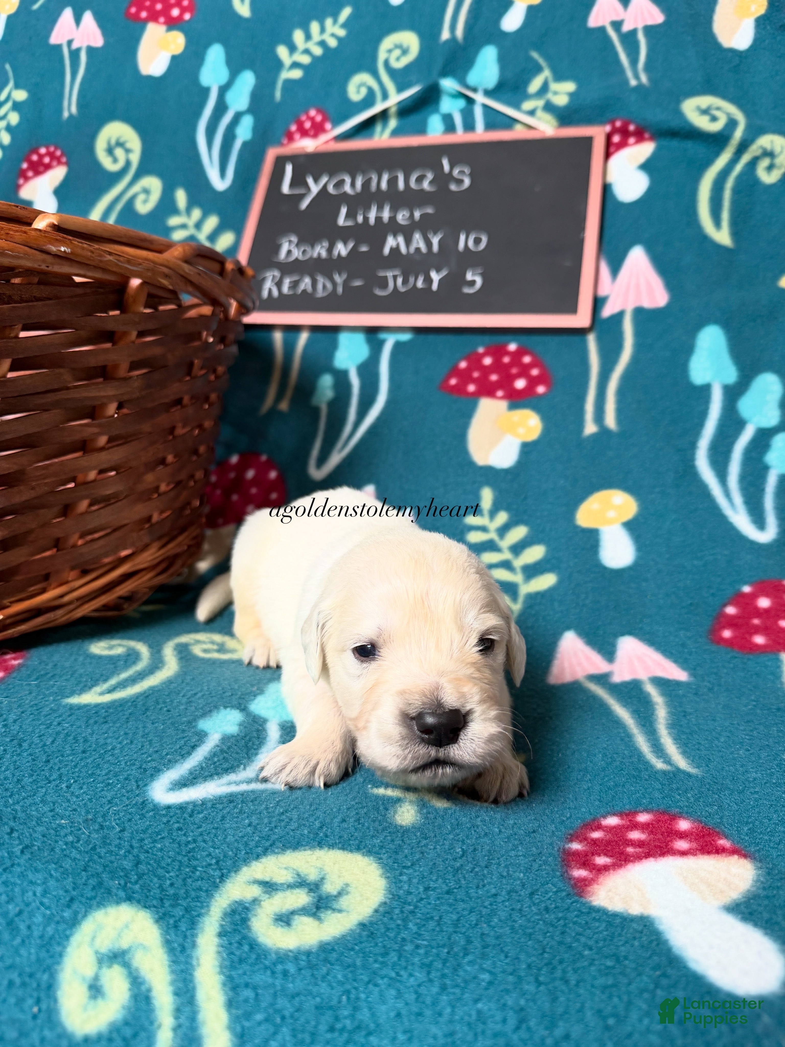 Golden Retriever dogs Matty - Ad 2