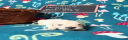 Golden Retriever dogs for sale: Misty - Ad 44