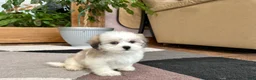 Mixed Breed dogs for sale: Lhasa/Maltese female 2 - Ad 15