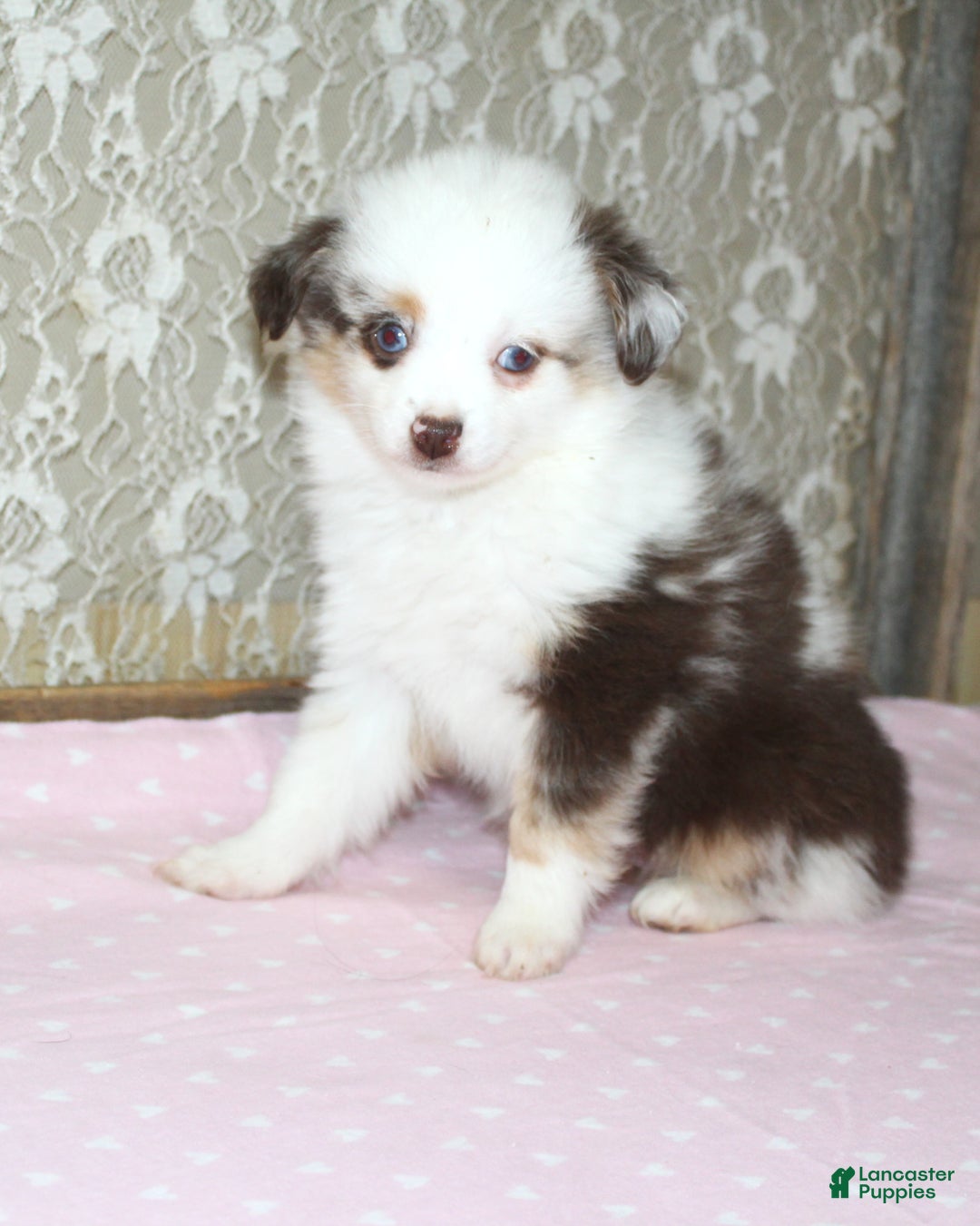 Toy Australian Shepherd dogs for sale: Toy Australian Shepherd Puppy 2 - Ad 1