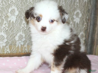 Toy Australian Shepherd dogs Toy Australian Shepherd Puppy 2 - Ad 7