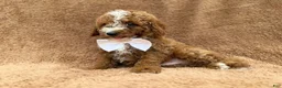 Mini Goldendoodle dogs for sale: Lane - Ad 10