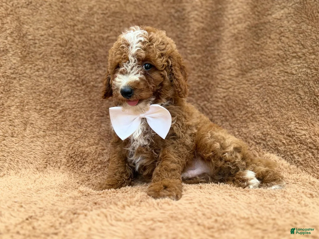Mini Goldendoodle dogs for sale: Lane - Ad 10