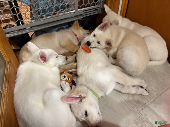 Gallery Image {{count}}