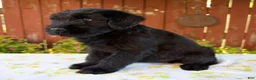 Giant Schnauzer dogs for sale: Roxann - Ad 6