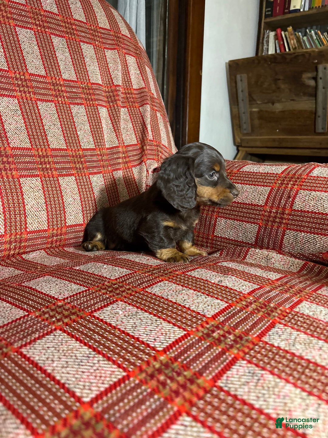 Miniature Dachshund dogs for sale: Miniature Dachshund Puppy 2 - Ad 6
