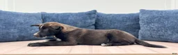 Mixed Breed dogs for sale: Reese - Ad 3