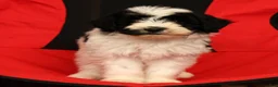 Mini Sheepadoodle dogs for sale: Max - Ad 7