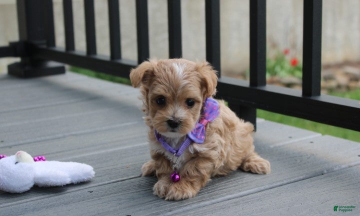 Maltipoo dogs Bella - Ad 2