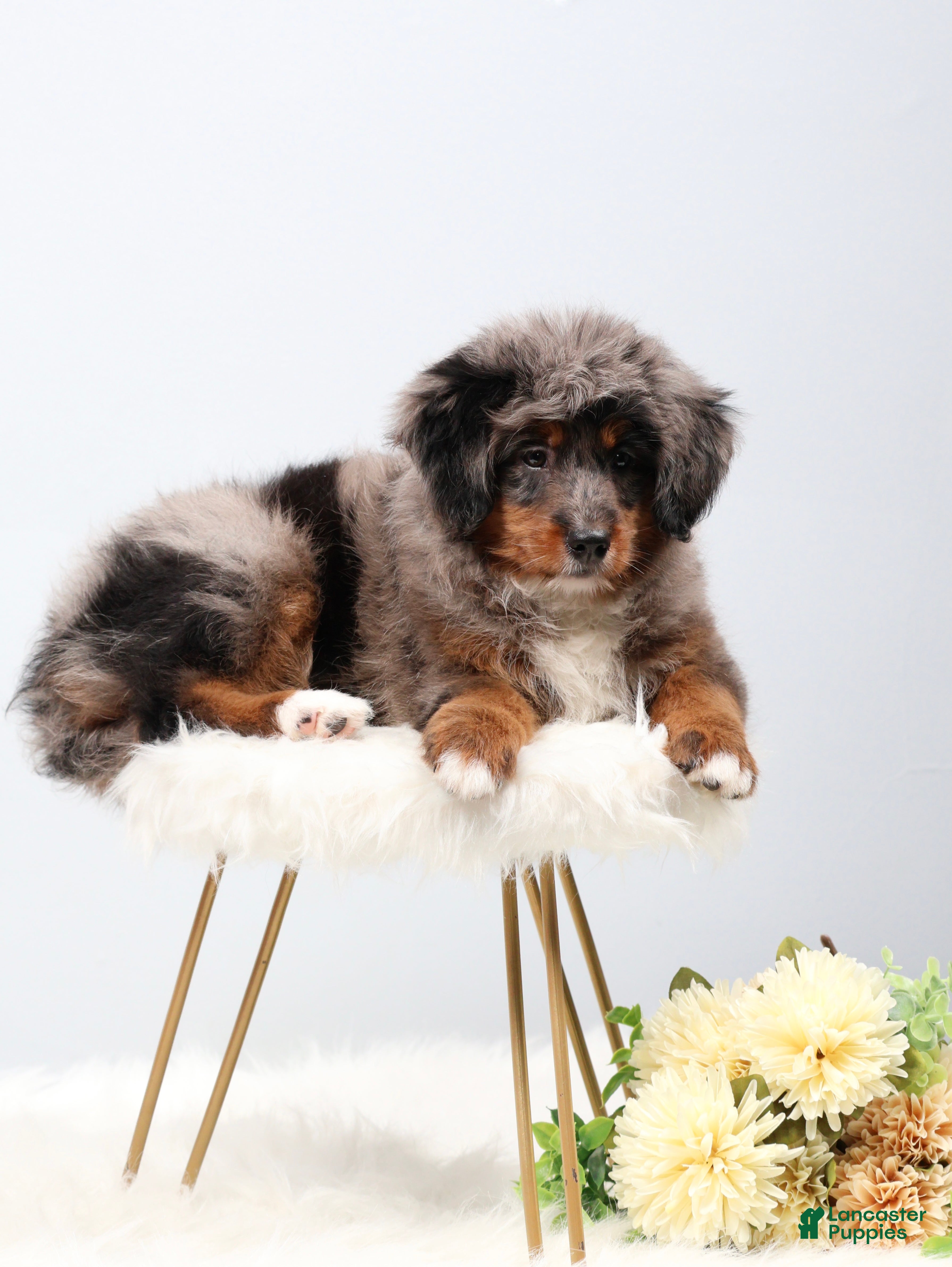 Mini Bernedoodle dogs Candy  - Ad 2